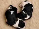 Portée de 6 Cavalier King Charles LOF tricolores nés en avril 2026 à vendre