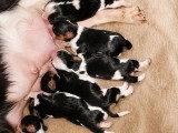 Portée de 6 Cavalier King Charles LOF tricolores nés en avril 2026 à vendre