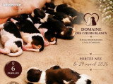 Portée de 6 Cavalier King Charles LOF tricolores nés en avril 2026 à vendre