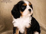 Portée de 6 Cavalier King Charles LOF tricolores nés en avril 2026 à vendre