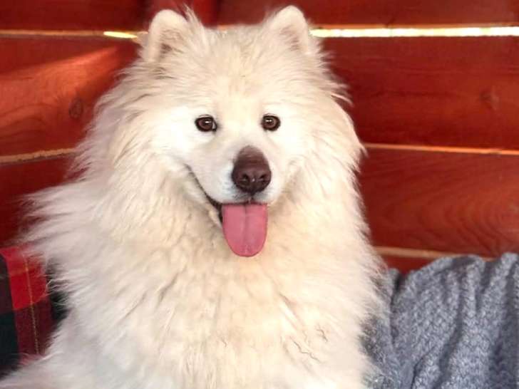 Athos, Samoyède à adopter en association