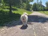 Athos, Samoyède à adopter en association