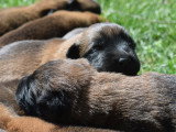 Chiots Bergers Belges Malinois LOF à réserver