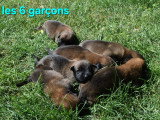 Chiots Bergers Belges Malinois LOF à réserver