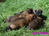 Chiots Bergers Belges Malinois LOF à réserver
