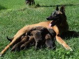 Chiots Bergers Belges Malinois LOF à réserver
