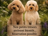 Chiots Caniche Nain à vendre