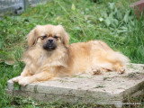 Chienne Épagneul Tibétain de 6 ans à vendre pour retraite