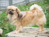 Chienne Épagneul Tibétain de 6 ans à vendre pour retraite