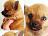 Chiot femelle Pomchi fauve charbonnée non LOF disponible en vente