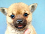 Chiot femelle Pomchi fauve charbonnée non LOF disponible en vente