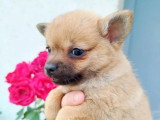 Chiot femelle Pomchi fauve charbonnée non LOF disponible en vente