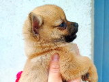 Chiot femelle Pomchi fauve charbonnée non LOF disponible en vente