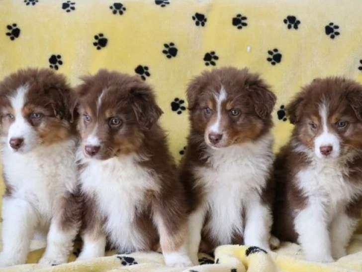 Portée de 4 Bergers Australiens LOF nés en avril 2026 à vendre