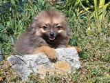 À vendre : 2 chiots Spitz Nain mâles non LOF nés en mars 2026