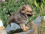 À vendre : 2 chiots Spitz Nain mâles non LOF nés en mars 2026