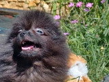 À vendre : 2 chiots Spitz Nain mâles non LOF nés en mars 2026