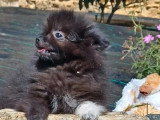 À vendre : 2 chiots Spitz Nain mâles non LOF nés en mars 2026