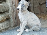 Chiots Whippet LOF à vendre