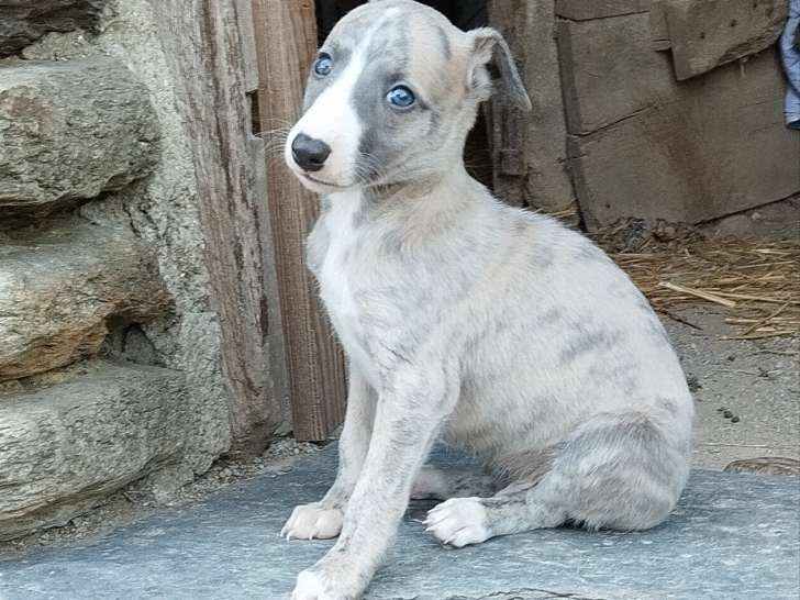 Chiots Whippet LOF à vendre