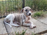 Chiots Whippet LOF à vendre