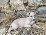 Chiots Whippet LOF à vendre
