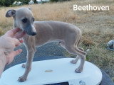 Chiots Whippet LOF à vendre