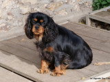 Chienne Cavalier King Charles de 4 ans à vendre pour retraite