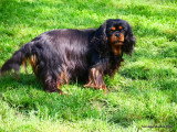 Chienne Cavalier King Charles de 4 ans à vendre pour retraite