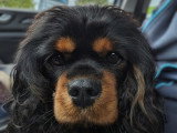 Chienne Cavalier King Charles de 4 ans à vendre pour retraite
