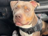 Mâle American Bully disponible pour saillie