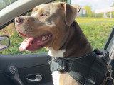 Mâle American Bully disponible pour saillie