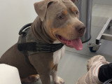 Mâle American Bully disponible pour saillie