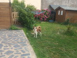 Chien mâle Border Collie de 15 mois à donner