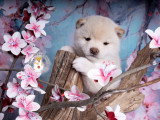 Chiot Mameshiba (Shiba Inu toy) à vendre