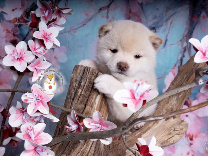 Chiot Mameshiba (Shiba Inu toy) à vendre
