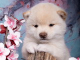 Chiot Mameshiba (Shiba Inu toy) à vendre