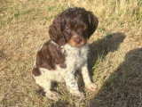 Chiot Épagneul Breton mâle tricolore chocolat à réserver LOF