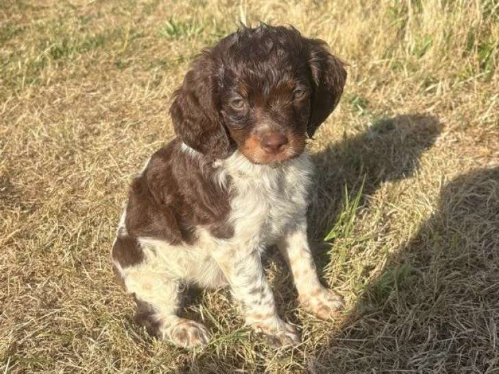 Chiot Épagneul Breton mâle tricolore chocolat à réserver LOF