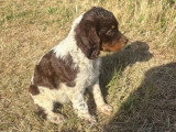 Chiot Épagneul Breton mâle tricolore chocolat à réserver LOF