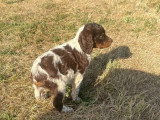 Chiot Épagneul Breton mâle tricolore chocolat à réserver LOF