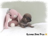 Chiots Chihuahua LOF à réserver