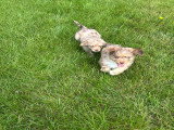 Chiots mini Aussiedoodle à vendre