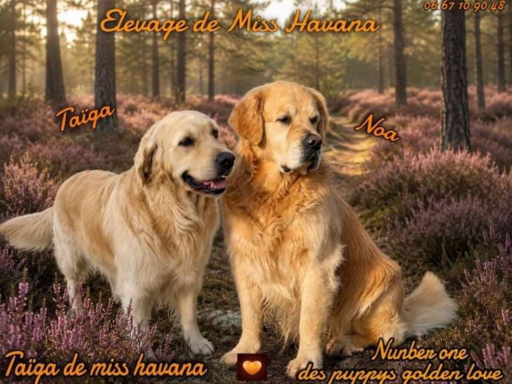 Superbes chiots Golden Retriever LOF à vendre