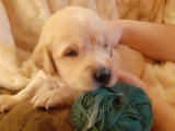 Superbes chiots Golden Retriever LOF à vendre
