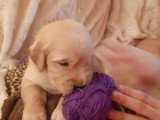 Superbes chiots Golden Retriever LOF à vendre