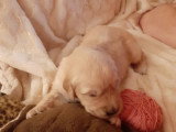 Superbes chiots Golden Retriever LOF à vendre