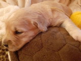 Superbes chiots Golden Retriever LOF à vendre