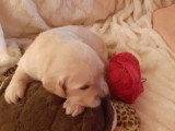 Superbes chiots Golden Retriever LOF à vendre