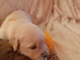 Superbes chiots Golden Retriever LOF à vendre